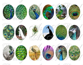 May include: A collection of 36 oval-shaped digital images featuring peacocks in various poses and settings. The images are a mix of colorful and black and white, with some featuring close-ups of peacock feathers.