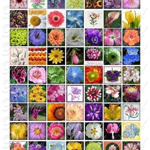 May include: A collage of 36 square images featuring various colorful flowers, including daisies, sunflowers, hydrangeas, and lilies. The images are arranged in a grid pattern and some include text such as "Deisy Daisy" and "Summer Love".