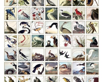 Audubon Birds - Digital Collage Sheet - Inchies AND Scrabble Size - INSTANT DOWNLOAD