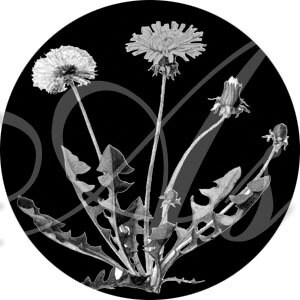 Floral Portraits in White on Black One Inch Circles INSTANT DOWNLOAD Digital Collage Sheet image 2