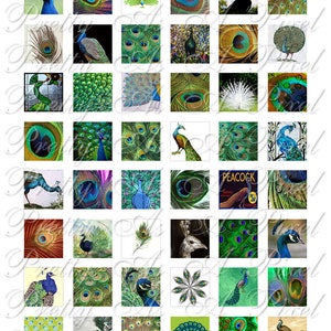 Op de afbeelding: Een verzameling van 36 digitale afbeeldingen met pauwen in verschillende poses en omgevingen. De afbeeldingen omvatten close-ups van pauwenveren, pauwen met hun staarten gespreid en pauwen in natuurlijke omgevingen.