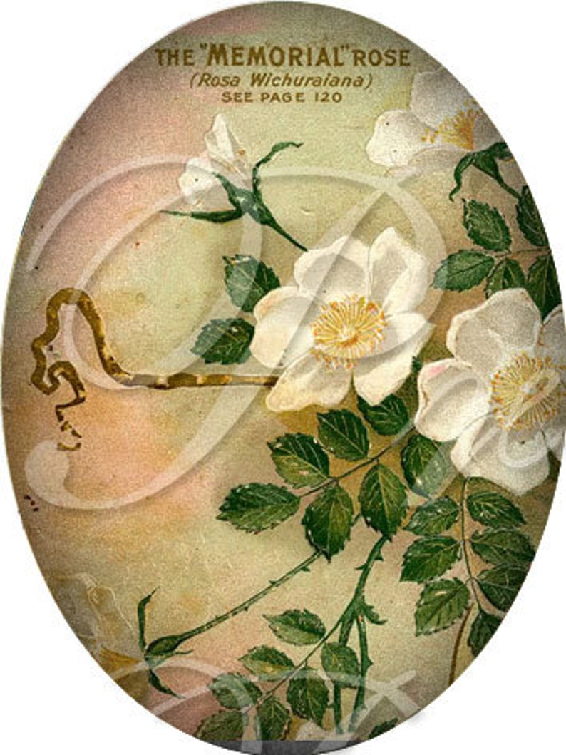 May include: Vintage illustration of a white "Memorial" rose with green leaves and stems on a light brown background. The text "The "Memorial" Rose (Rosa Wichuraiana) See Page 120" is printed at the top of the image.