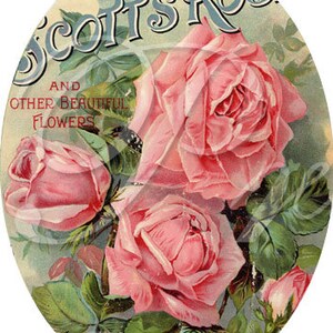 May include: Vintage oval-shaped illustration featuring a bouquet of pink roses with green leaves and the text "Scott's Rose and Other Beautiful Flowers 1894."