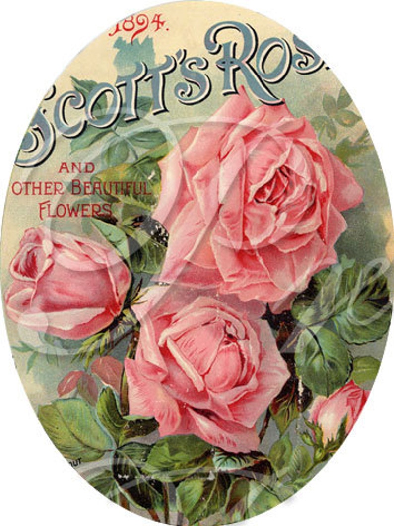 May include: Vintage oval-shaped illustration featuring a bouquet of pink roses with green leaves and the text "Scott's Rose and Other Beautiful Flowers 1894."