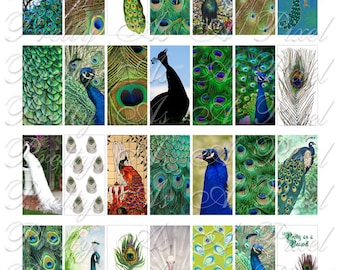 ピーコックファンシー - 1 x 2 インチ - ドミノサイズ 即時ダウンロード - デジタルコラージュシート