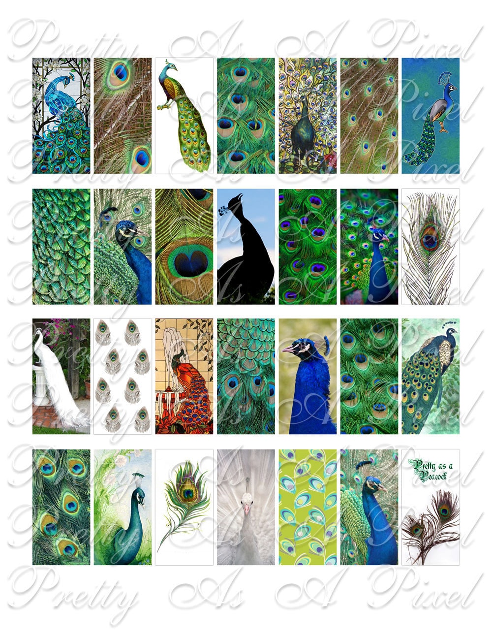 Peacock Fancy - 1 X 2 Inch - Domino Size INSTANT DOWNLOAD
