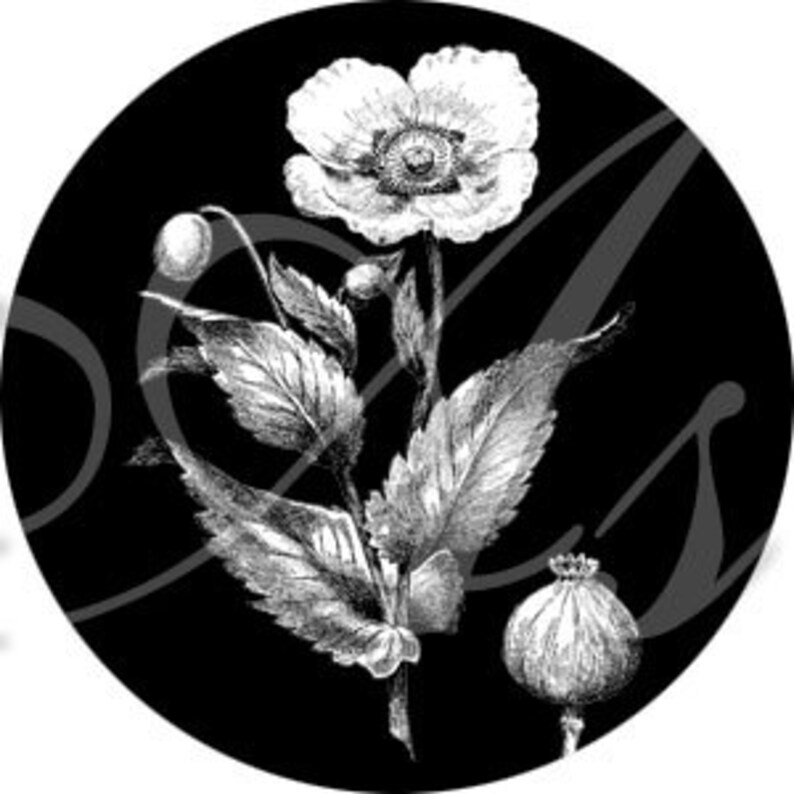 Floral Portraits in White on Black One Inch Circles INSTANT DOWNLOAD Digital Collage Sheet image 4