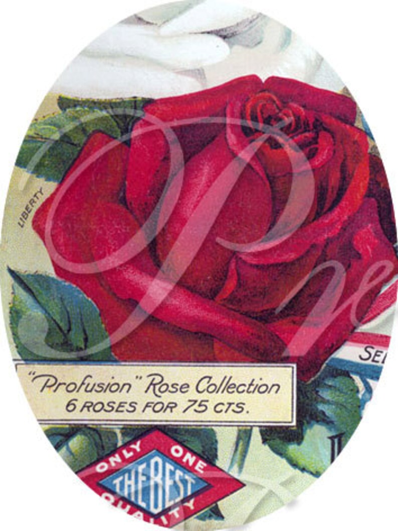 May include: A vintage advertisement for a "Profusion" Rose Collection featuring a single red rose with green leaves. The text reads "Profusion" Rose Collection 6 ROSES FOR 75 CTS.  The ad also features a blue diamond-shaped seal with the text "ONLY ONE THE BEST QUALITY".