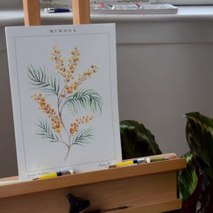 Mimosa Botanical Art Print produced from original hand painted artwork