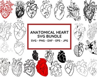 Anatomical Heart SVG Bundle: Floral, Medical Anatomy (Cut File)