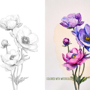 May include: A split image featuring a pencil sketch and a watercolor painting of anemone flowers. The sketch shows white flowers with detailed shading. The painting depicts purple and pink flowers with yellow centers, set against a beige backdrop. The text "COLORED WITH WATERCOLOR" is visible.