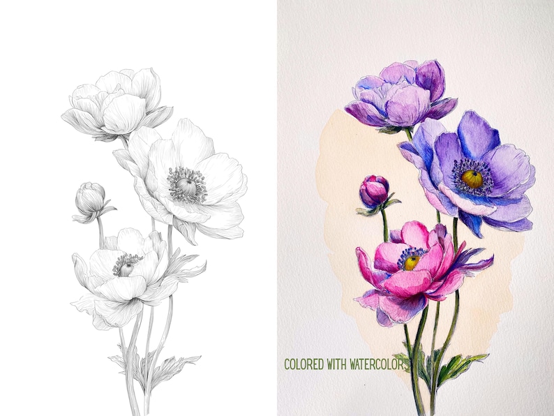 May include: A split image featuring a pencil sketch and a watercolor painting of anemone flowers. The sketch shows white flowers with detailed shading. The painting depicts purple and pink flowers with yellow centers, set against a beige backdrop. The text "COLORED WITH WATERCOLOR" is visible.