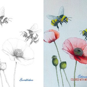 Side-by-side image of bumblebees and poppies, showcasing an outline for coloring and a colored example for inspiration