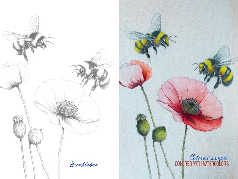 Side-by-side image of bumblebees and poppies, showcasing an outline for coloring and a colored example for inspiration