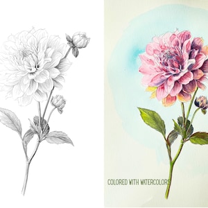 May include: A detailed illustration of a dahlia flower, presented in two versions: a black and white pencil sketch and a vibrant watercolor painting. The watercolor version features a pink and purple flower with green leaves and the text "COLORED WITH WATERCOLORS".