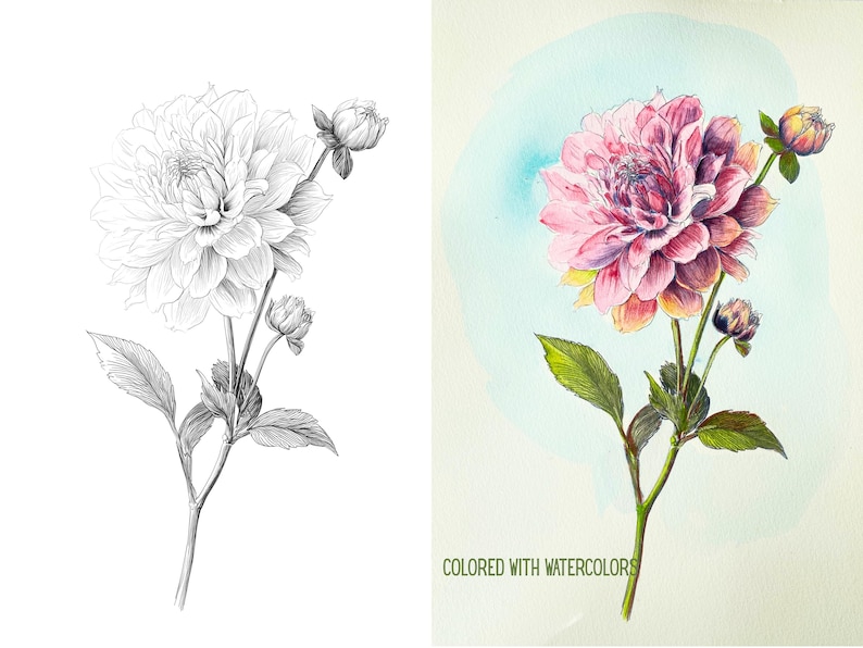 May include: A detailed illustration of a dahlia flower, presented in two versions: a black and white pencil sketch and a vibrant watercolor painting. The watercolor version features a pink and purple flower with green leaves and the text "COLORED WITH WATERCOLORS".