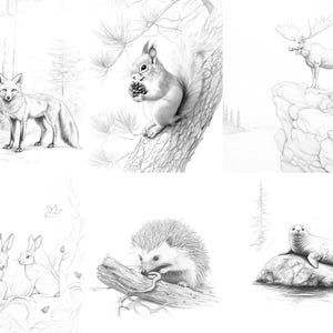 Set of pencil illustrations of various wildlife animals including a fox, squirrel, moose, hare, hedgehog, and a ringed seal.