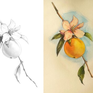 Side-by-side image of orange branch, showcasing an outline for coloring and a colored example for inspiration.
