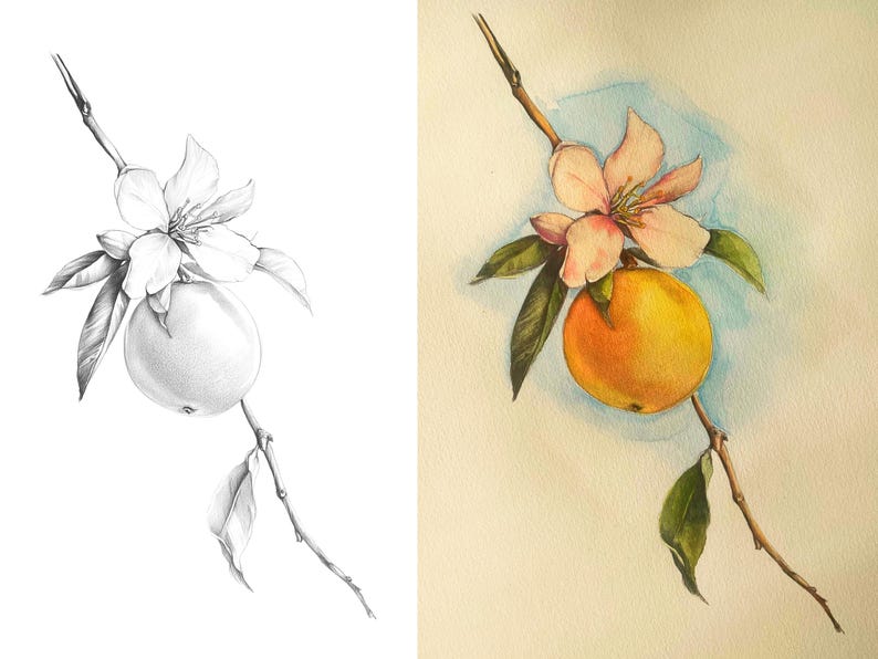 Side-by-side image of orange branch, showcasing an outline for coloring and a colored example for inspiration.