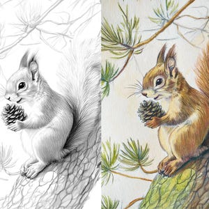 Split image of a red squirrel holding a pinecone while sitting on a tree branch; left side is a detailed pencil sketch, and right side shows the colored version with natural tones.