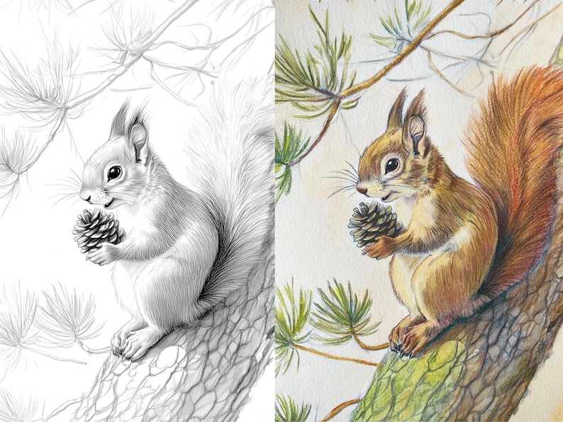 Split image of a red squirrel holding a pinecone while sitting on a tree branch; left side is a detailed pencil sketch, and right side shows the colored version with natural tones.