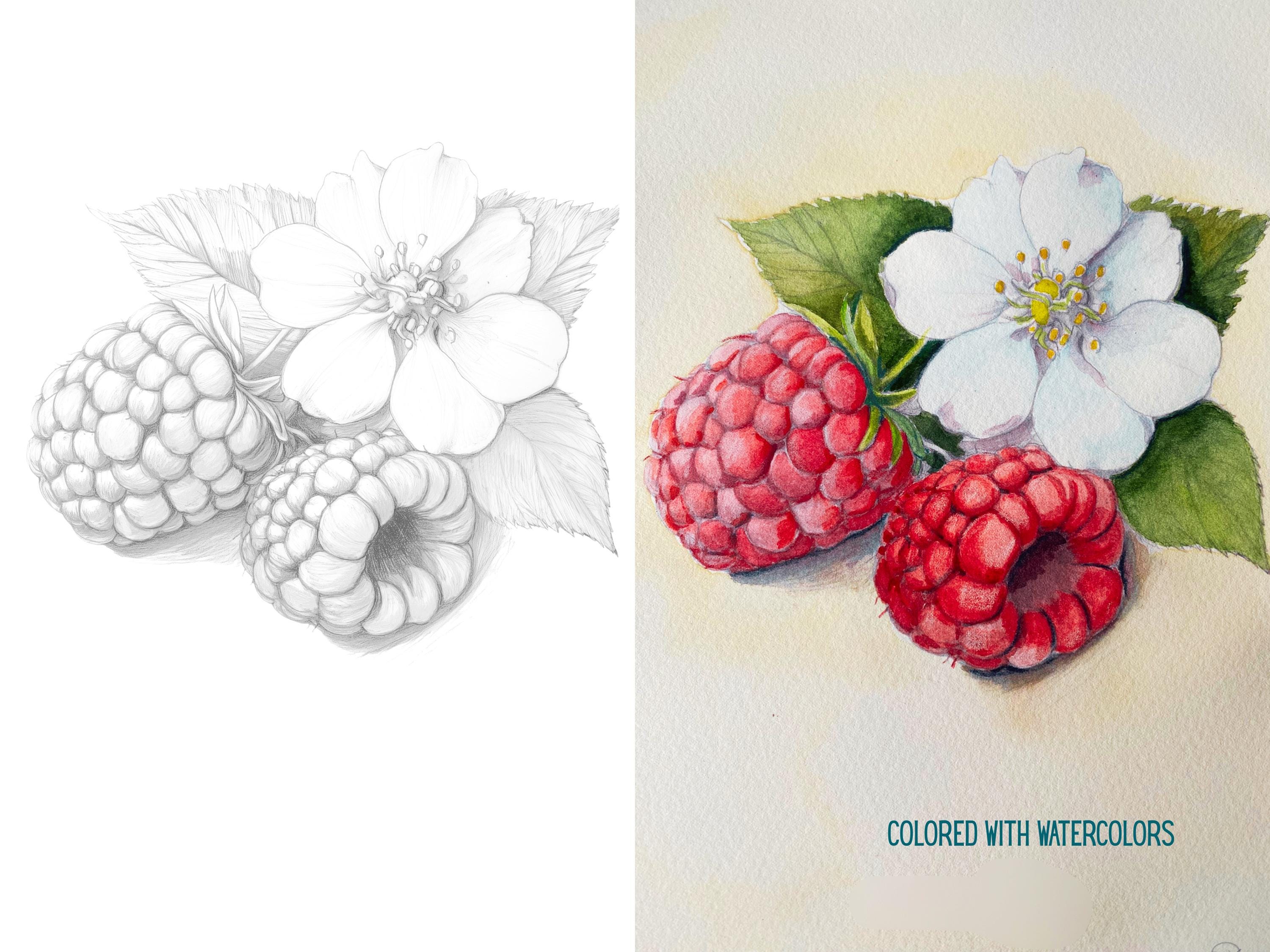 Berry Color Book Stack Berries Coloring Book: 12 Vintage Botanical Illustrations (digital ...