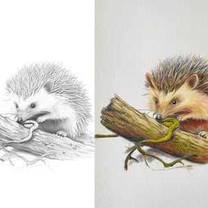 Split image of a hedgehog nibbling on a branch with a small snake; left side features a pencil sketch, and right side is colored with vibrant shading and details.