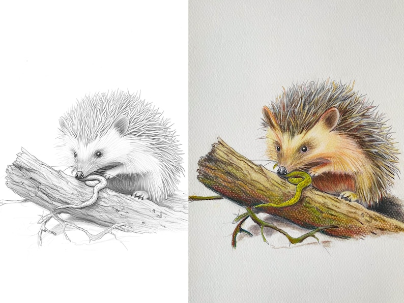 Split image of a hedgehog nibbling on a branch with a small snake; left side features a pencil sketch, and right side is colored with vibrant shading and details.