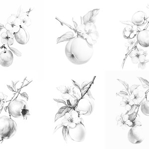 A preview of the full set of Fruit coloring pages, featuring six intricately hand-drawn fruit  illustrations, including plum, quince, apricot, pomegranate, peach and nectarine.