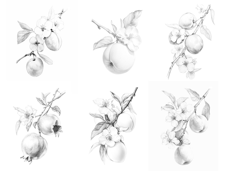 A preview of the full set of Fruit coloring pages, featuring six intricately hand-drawn fruit  illustrations, including plum, quince, apricot, pomegranate, peach and nectarine.