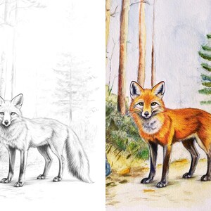 Split image of a red fox in a forest setting; left side shows a pencil sketch, and right side shows the same image colored with watercolors and pencils.