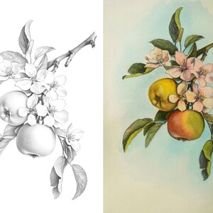 Side-by-side image of apple branch, showcasing an outline for coloring and a colored example for inspiration.