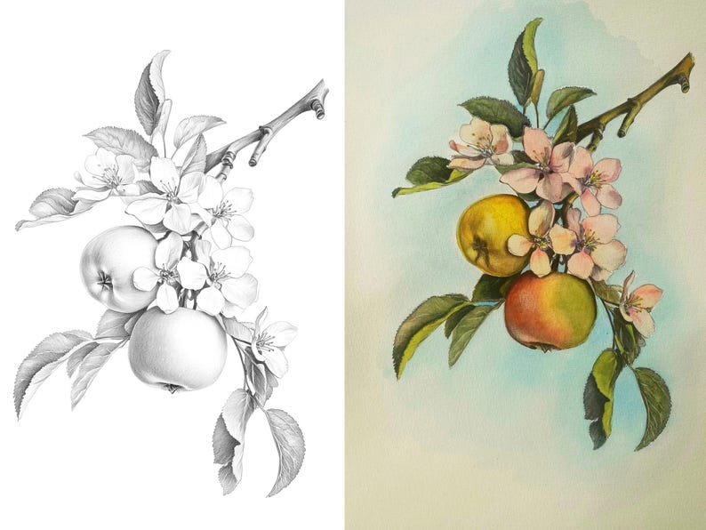 Side-by-side image of apple branch, showcasing an outline for coloring and a colored example for inspiration.