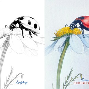 Side-by-side image of a ladybug on a daisy, showing the original outline and a colored version as an example.