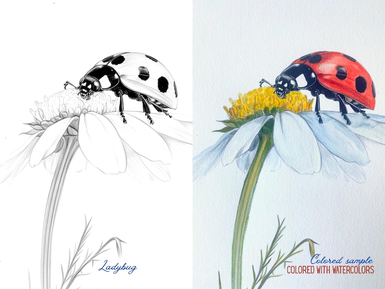 Side-by-side image of a ladybug on a daisy, showing the original outline and a colored version as an example.