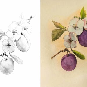 Side-by-side image of a plum branch, showcasing an outline for coloring and a colored example for inspiration.