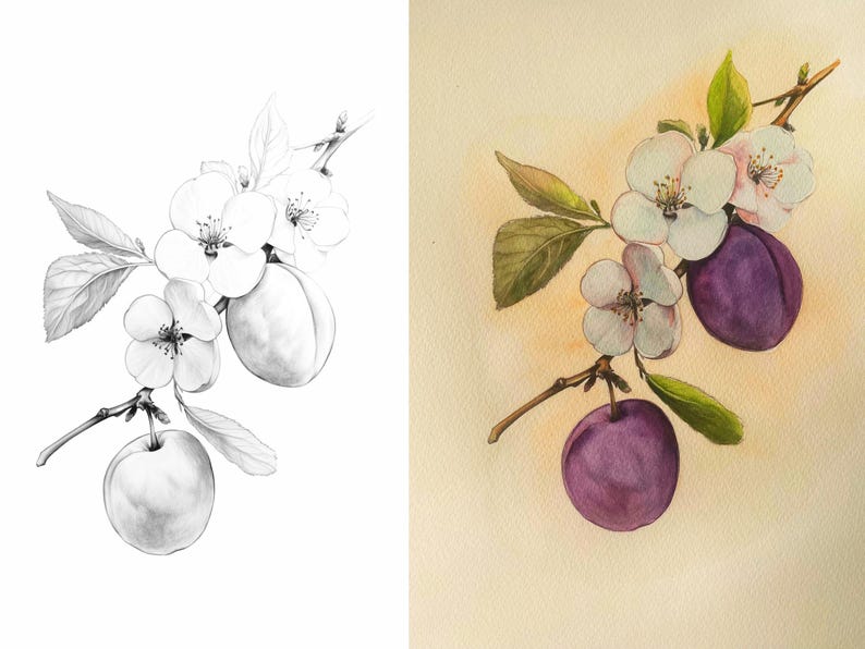 Side-by-side image of a plum branch, showcasing an outline for coloring and a colored example for inspiration.