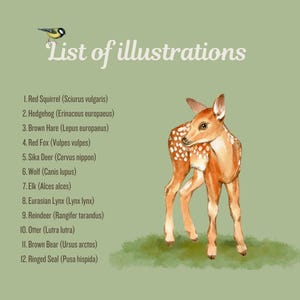 List of illustrations in the Wildlife Coloring Book, with an image of a fawn. The list includes animal names such as Red Squirrel, Hedgehog, Brown Hare, and more.