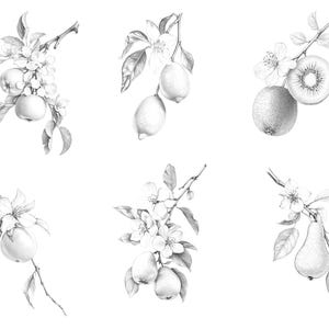 A preview of the full set of Fruit coloring pages, featuring six intricately hand-drawn fruit  illustrations, including apple, lemon, kiwi, orange, and pear.