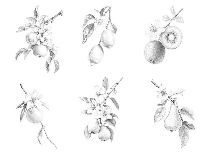 A preview of the full set of Fruit coloring pages, featuring six intricately hand-drawn fruit  illustrations, including apple, lemon, kiwi, orange, and pear.