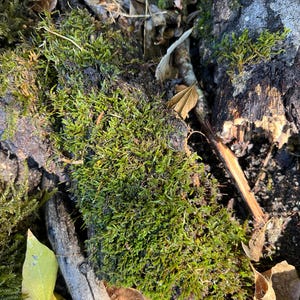 May include: Close-up of a patch of green moss growing on a piece of weathered wood. The moss is surrounded by brown leaves and twigs.