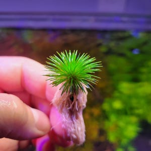 May include: A close-up of a small green plant with a white root ball. The plant is held in a hand, and the background is blurred.