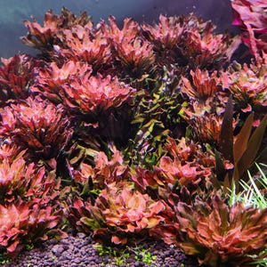 1 x Ludwigia &quot;Mini&quot; Sphaerocarpa. *Priority Mail Ship*