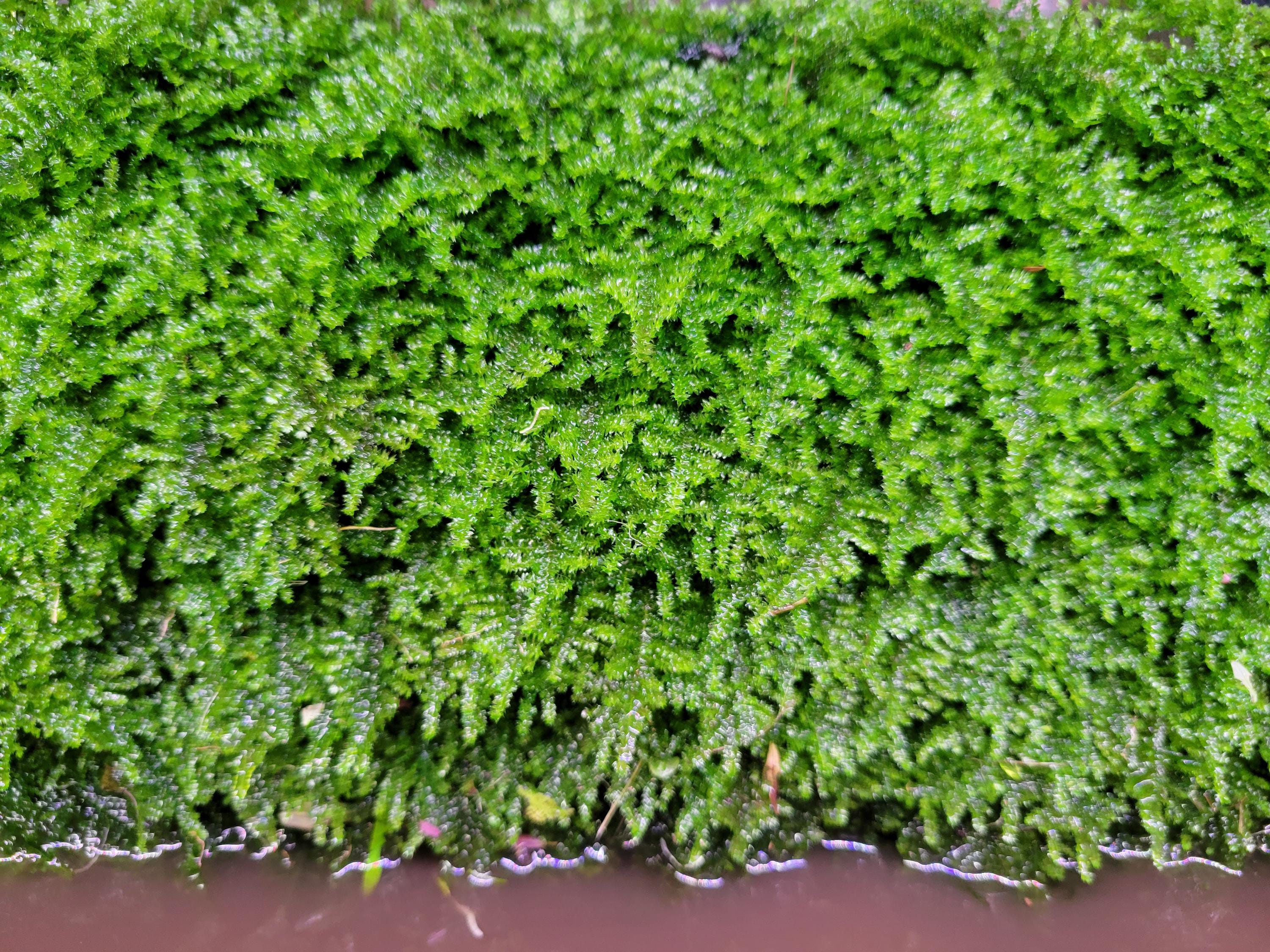 1 X Portion Vesicularia 
