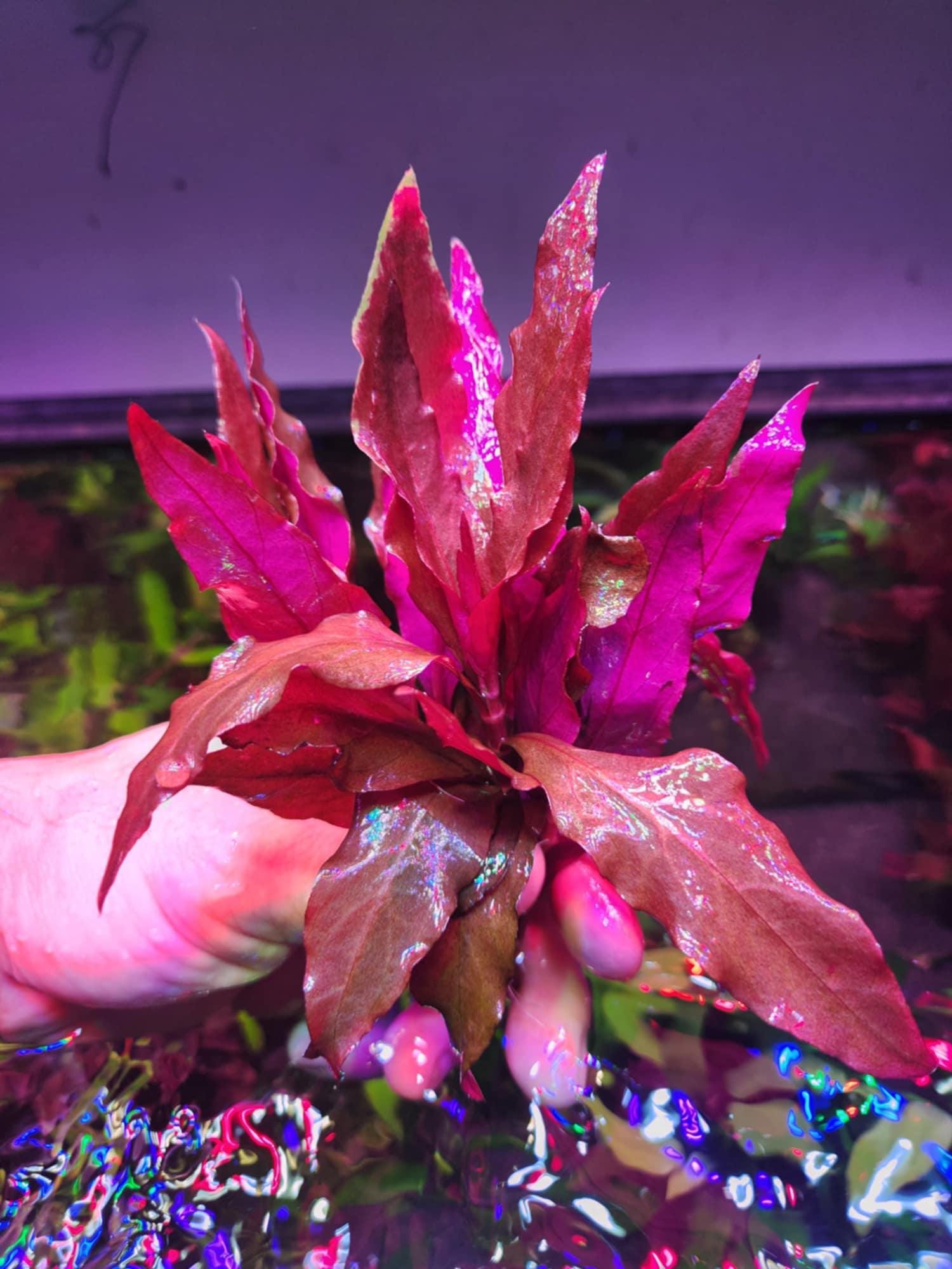 Bucephalandra Purple - Etsy