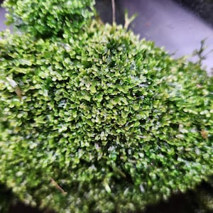 2x2 generous LOOSE, THICK, portion of Riccardia Chamedryfolia "Mini Pellia" *Priority Mail Ship*