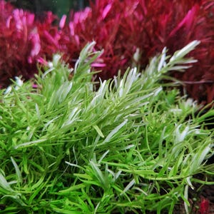 May include: A close-up of a vibrant green aquatic plant with long, thin leaves. The plant is growing in a tank with a background of red aquatic plants.
