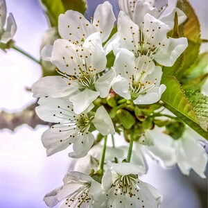 Pode incluir: Close-up de flores de cerejeira brancas com estames amarelos e folhas verdes. As pétalas delicadas estão em plena floração, com um fundo suave e desfocado. A imagem capta a beleza da primavera.
