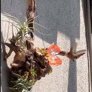 Hummingbird Feeders Hanging