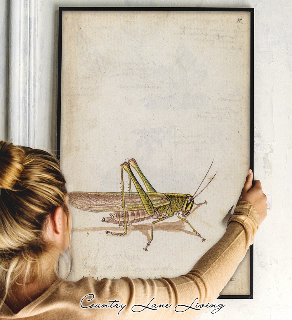Vintage Grasshopper Drawing Download Aged Book Reference Etsy 日本